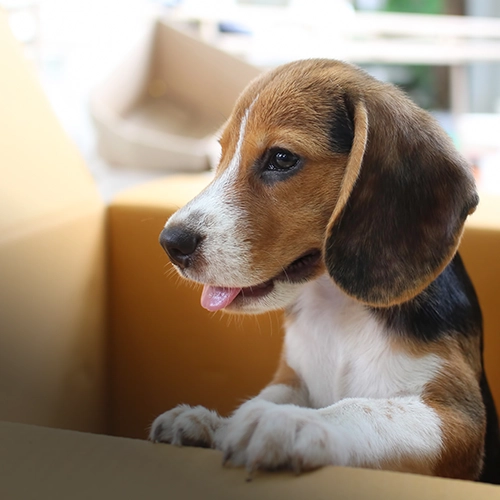 Caring for Newborn Puppies - Petnap