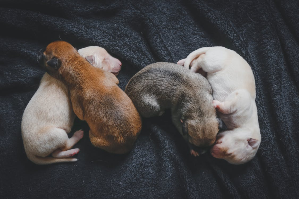 Keeping Newborn Puppies Warm with with Pet Heat Pads Petnap